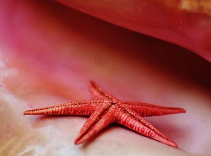 A picture of a starfish