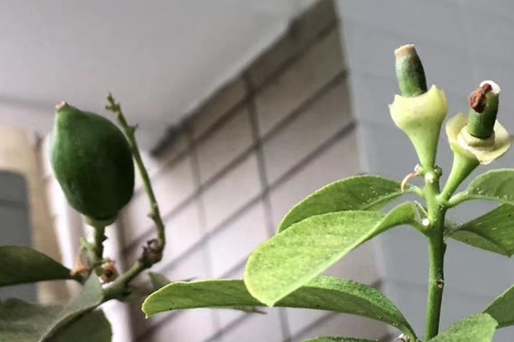 A picture of a lemon tree bearing fruits